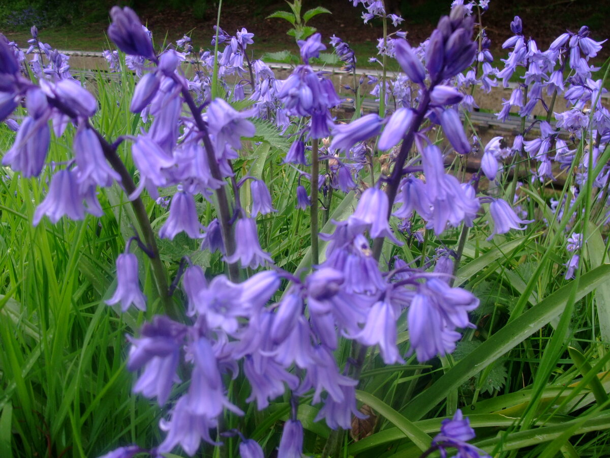 image 10 Local flora